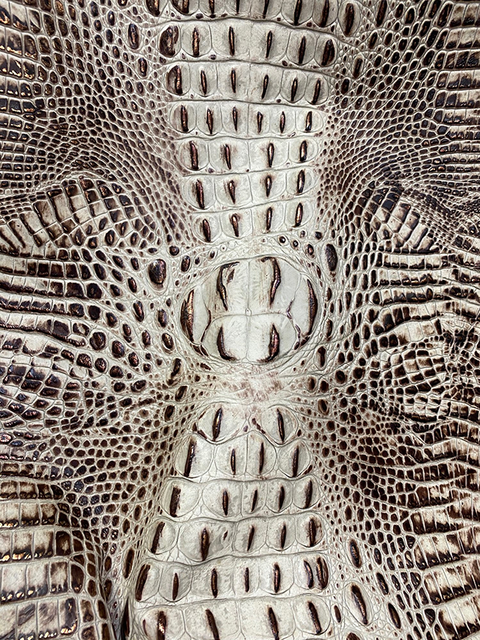 Crocodile IVORY, CHOCOLATE & GOLD material sample