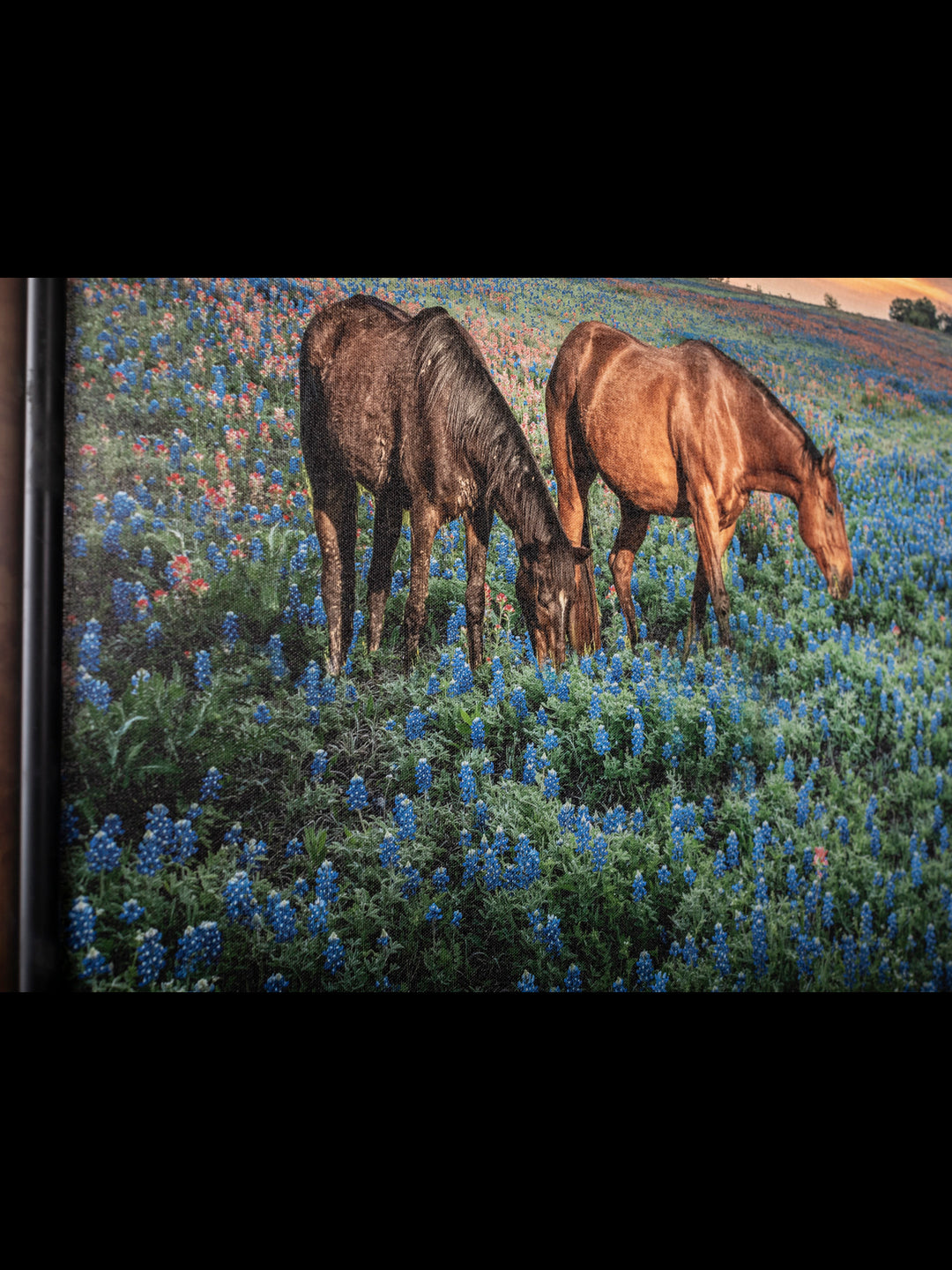 Morning Glory Horizon - Horses in Bluebonnet Field Western Art