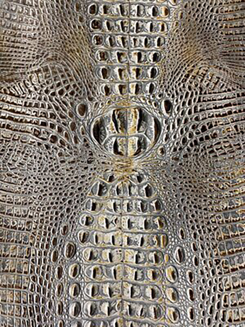 Crocodile FOSSIL material sample